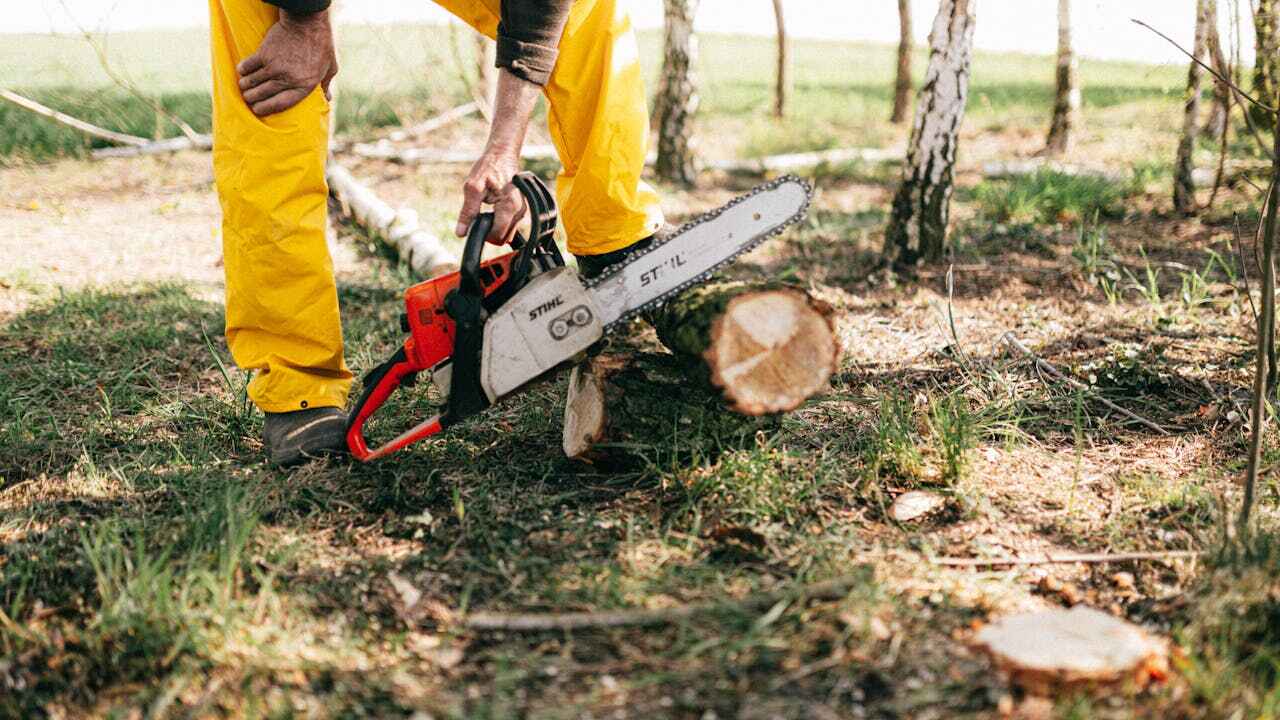 Best Large Tree Removal  in University Of Pittsburgh Johnstown, PA